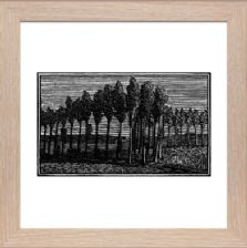 Little Poplars - Unsigned - Ready Framed